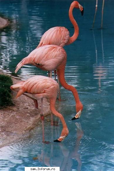 Pasari - Flamingo sunt pasari - Animale