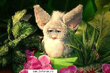 Poze - shakira - Furrby
